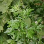 Artemisia vulgaris