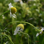Matricaria chamomilla