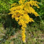 Solidago canadensis