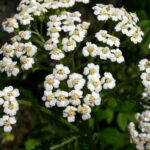 Achillea millefolium