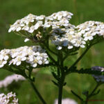 gen.Achillea