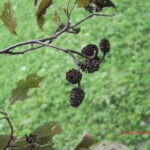 Alnus incana