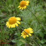 gen.Anthemis