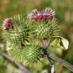 Arctium lappa