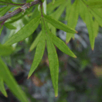 Artemisia verlotorum