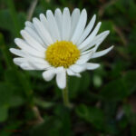 INFIORESCENZE A CAPOLINO