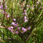 gen.Calluna