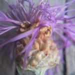 Centaurea bracteata