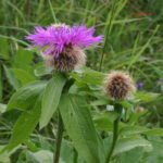 Centaurea nervosa