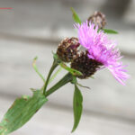 Centaurea nigrescens