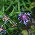 Centaurea triumfettii