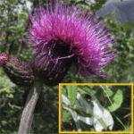 Cirsium helenioides