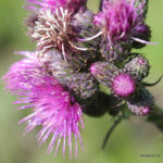 Cirsium palustre