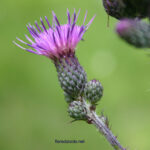 gen.Cirsium