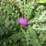 Cirsium acaule