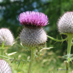 Cirsium eriophorum