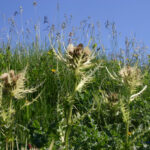 Cirsium spinosissimum