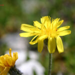 Crepis kerneri