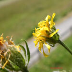 Crepis pyrenaica