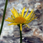 Doronicum columnae