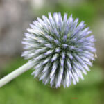 gen.Echinops