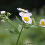 Erigeron annuus
