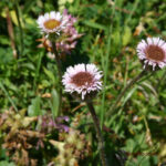 gen.Erigeron