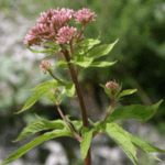 gen.Eupatorium