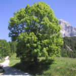 ALBERI e ARBUSTI