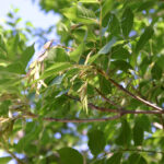 Fraxinus ornus