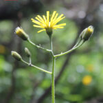 gen.Hieracium