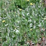 Hieracium hoppeanum