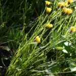 Hieracium staticifolium