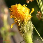 Hypochoeris uniflora