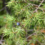 Juniperus communis