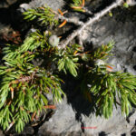 Juniperus nana