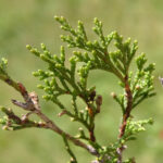 Juniperus sabina