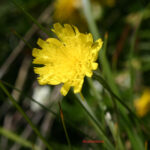 Leontodon helveticus