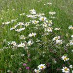 gen.Leucanthemum