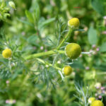 Matricaria discoidea