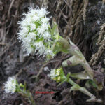 Petasites albus