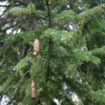 gen.Picea