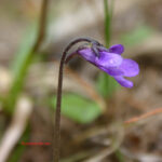 PARASSITE E CARNIVORE