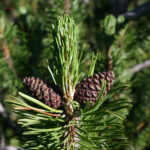 Pinus mugo