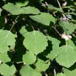 gen.Populus