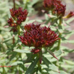 gen.Rhodiola