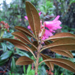 Rhododendron ferrugineum