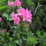 Rhododendron hirsutum