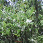 Salix glabra