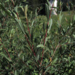 Salix purpurea